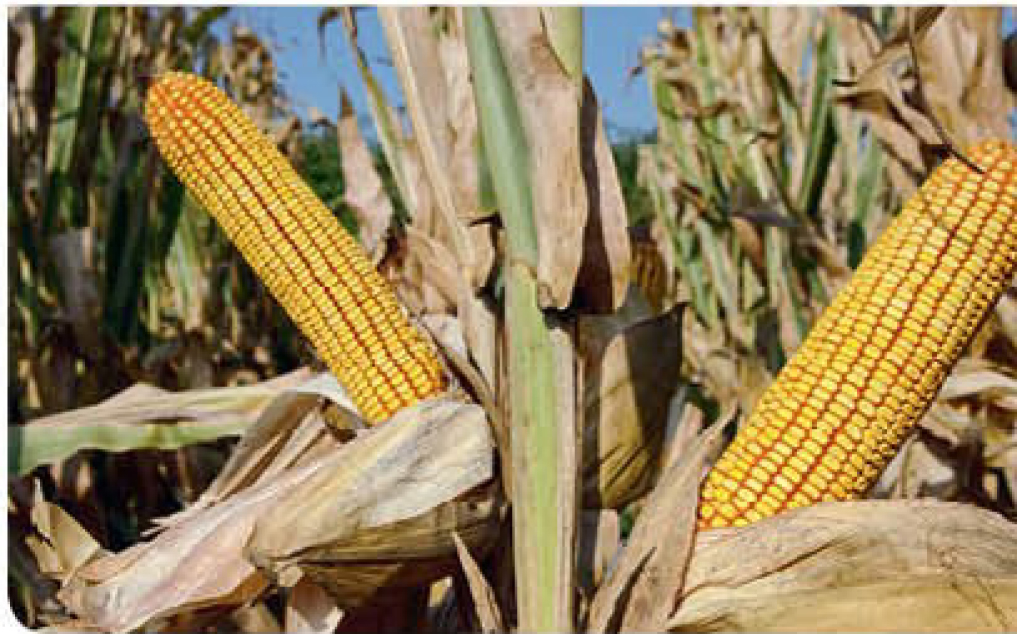 ahipara-corn