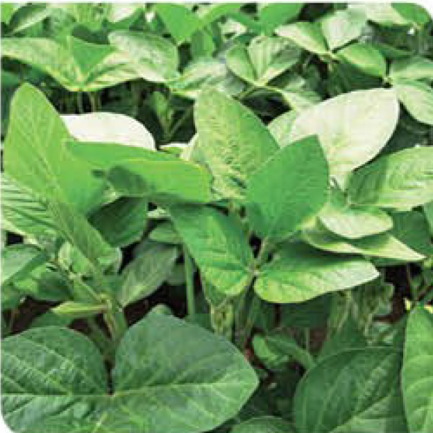 target-soybean