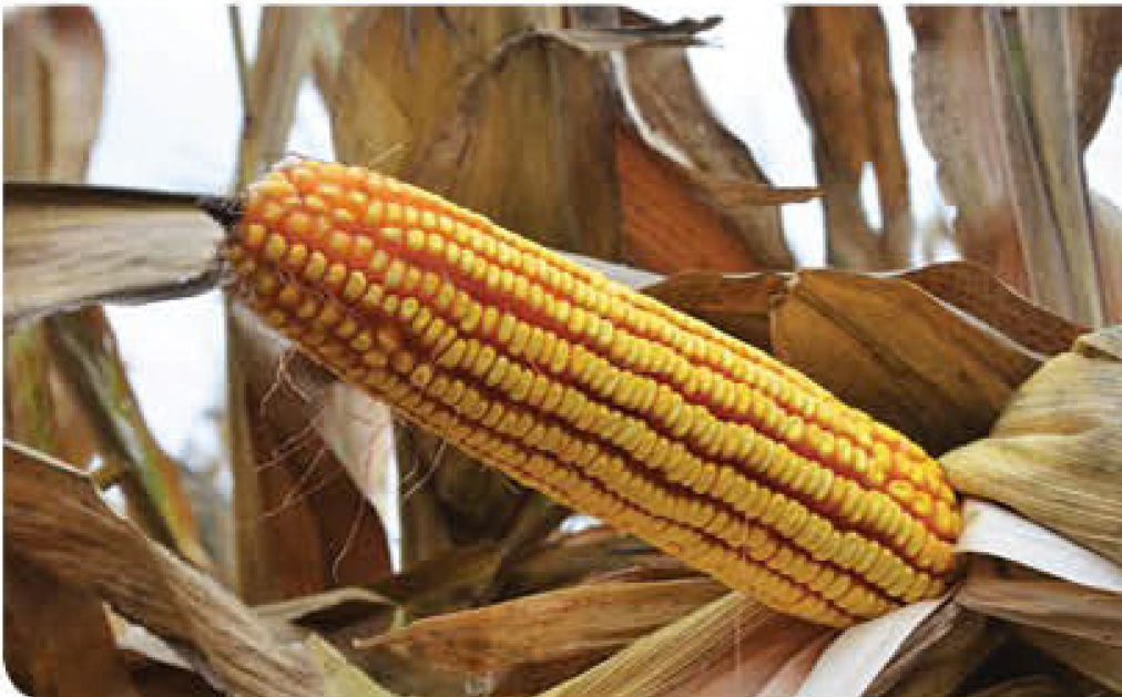 agn593-corn