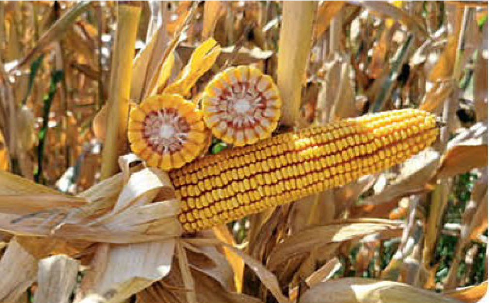 agn340-corn