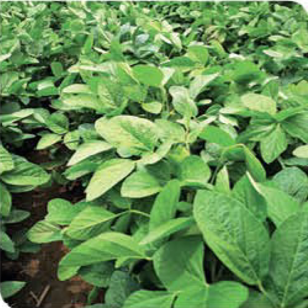 indian-gold-soybean