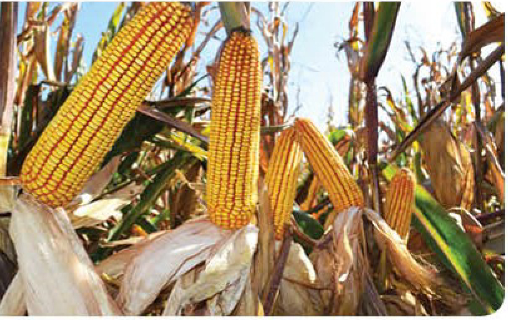 hamilton-corn