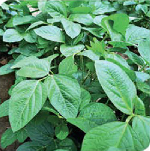 quick-soybean