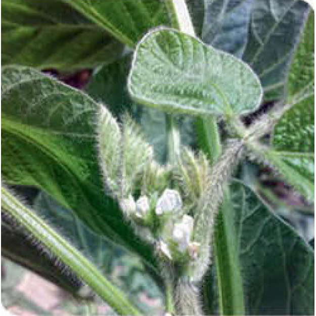 agn-sb-soybean