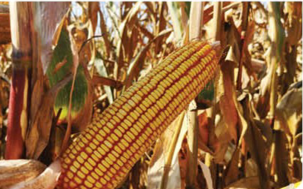 agn591-corn