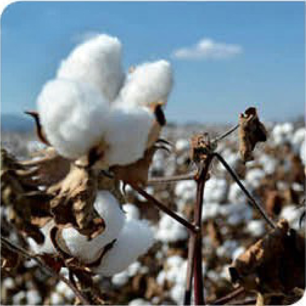 agn112-cotton