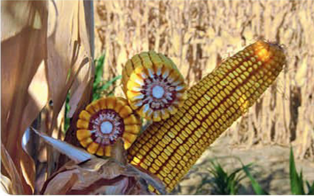 agn520-corn