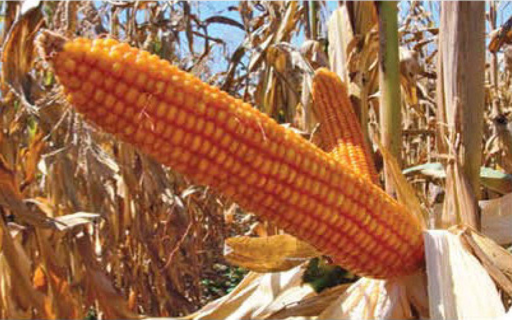 agn260-corn