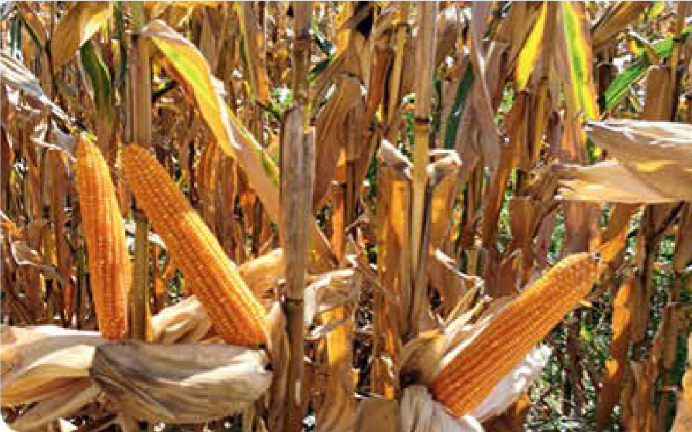 iridel-corn