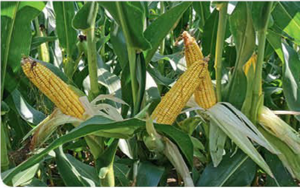 jameson-corn