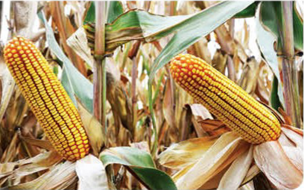 agn555-corn