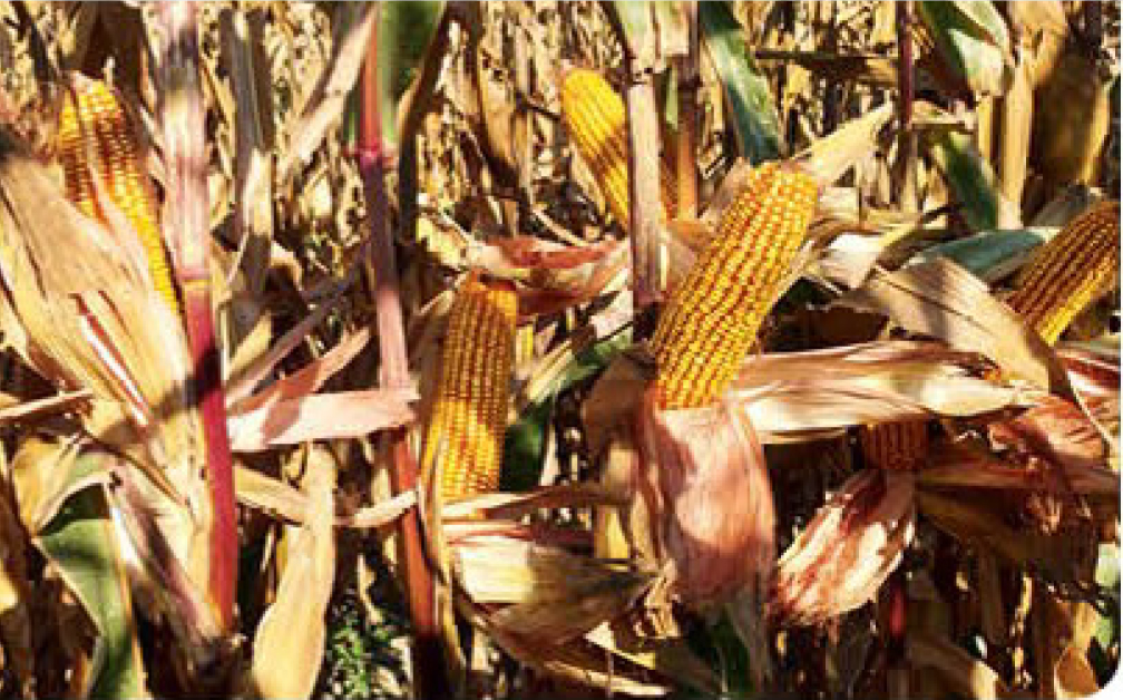 agn551-corn