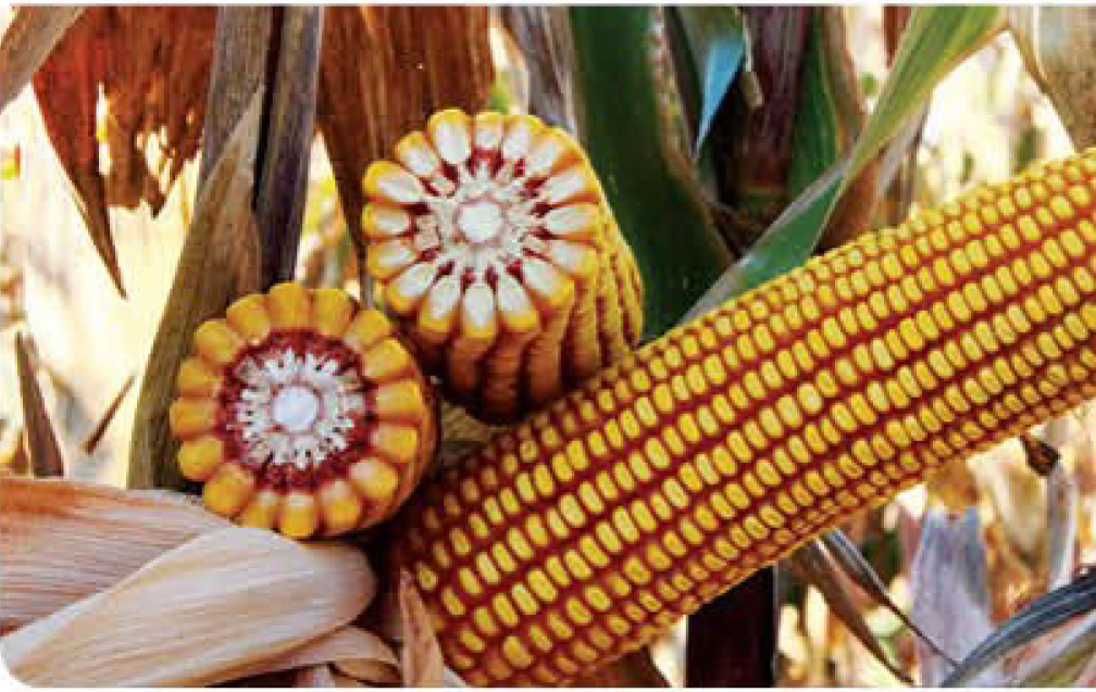 pico-corn