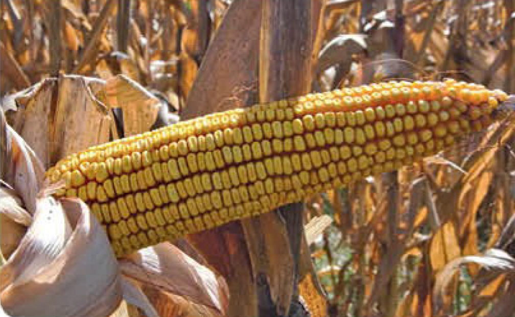 agn290-corn