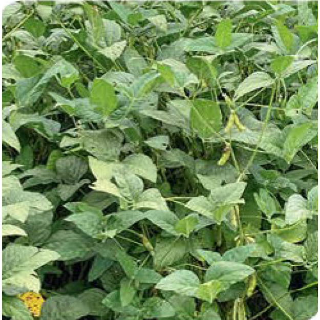 agn-sb-soybean