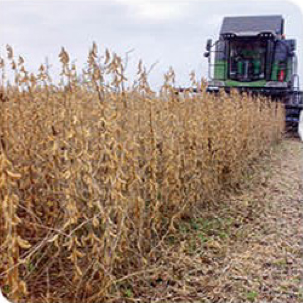 agn-sb-soybean