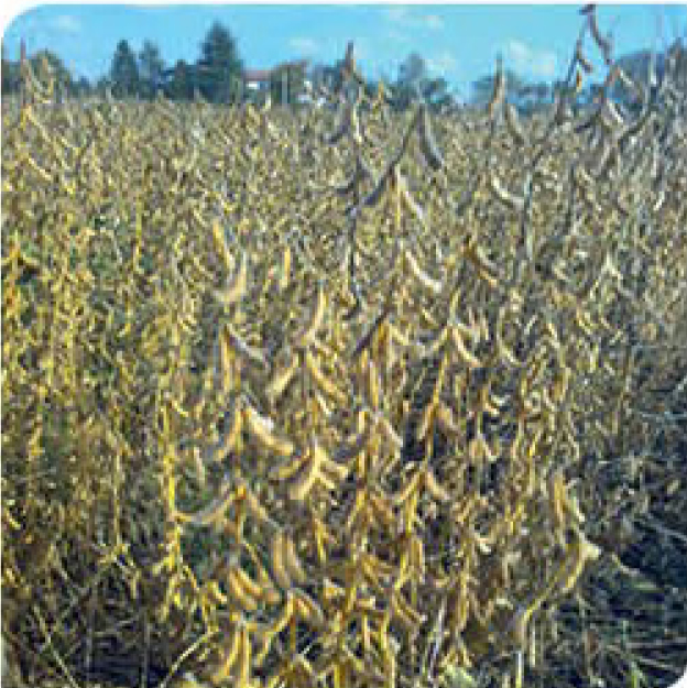 agn-sb-soybean