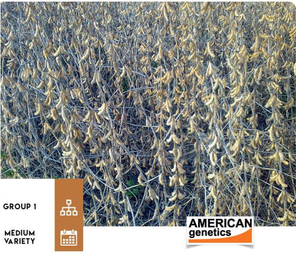 agn-sb-soybean