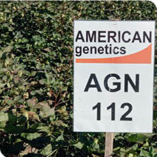 agn112-cotton