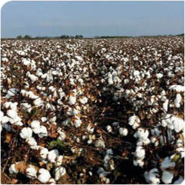 agn112-cotton