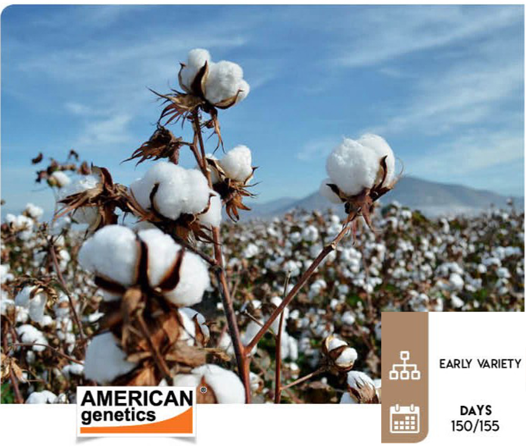agn112-cotton