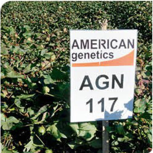agn117-cotton