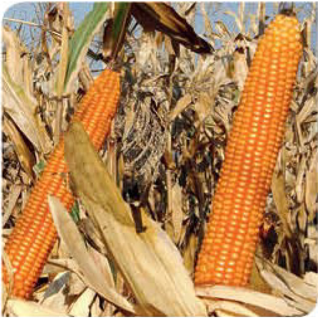 agn260-corn
