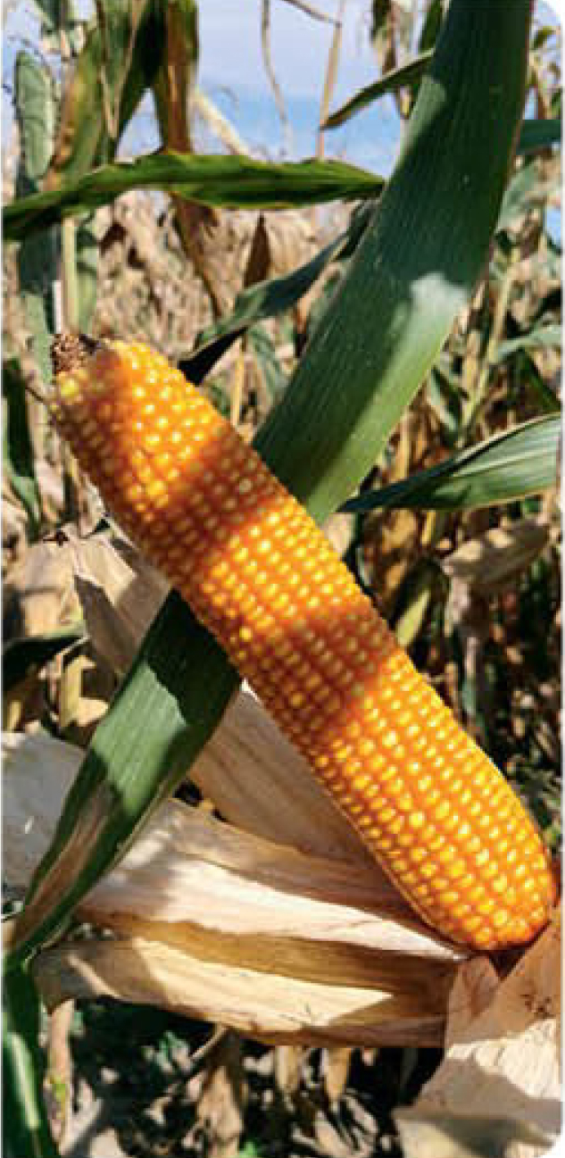 agn260-corn