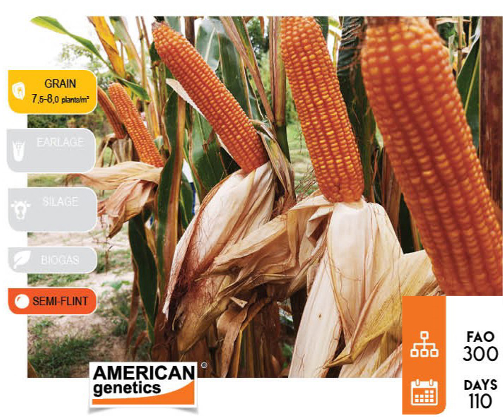 agn260-corn