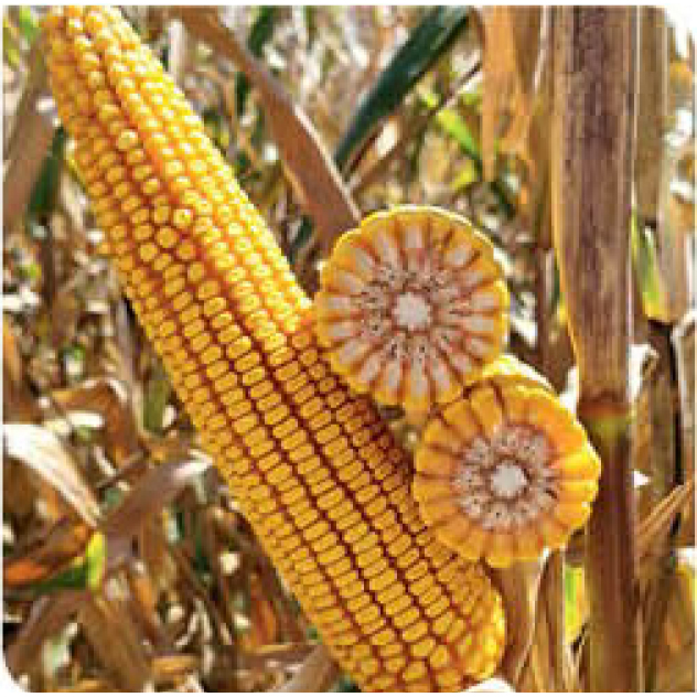 agn290-corn