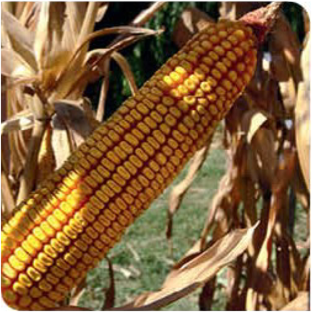 agn290-corn