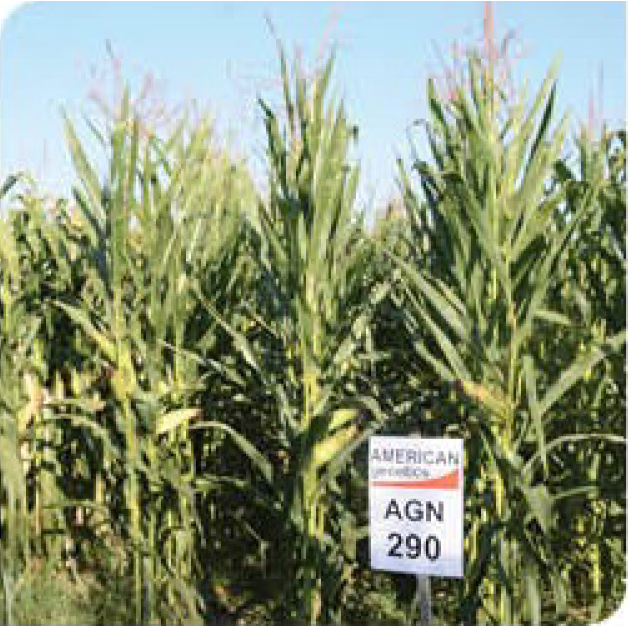 agn290-corn