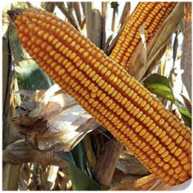 agn340-corn