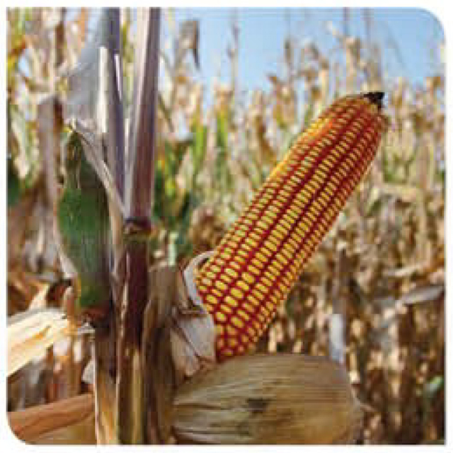agn340-corn