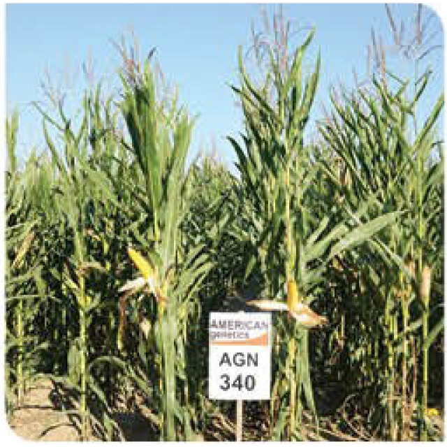 agn340-corn