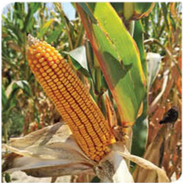 agn340-corn