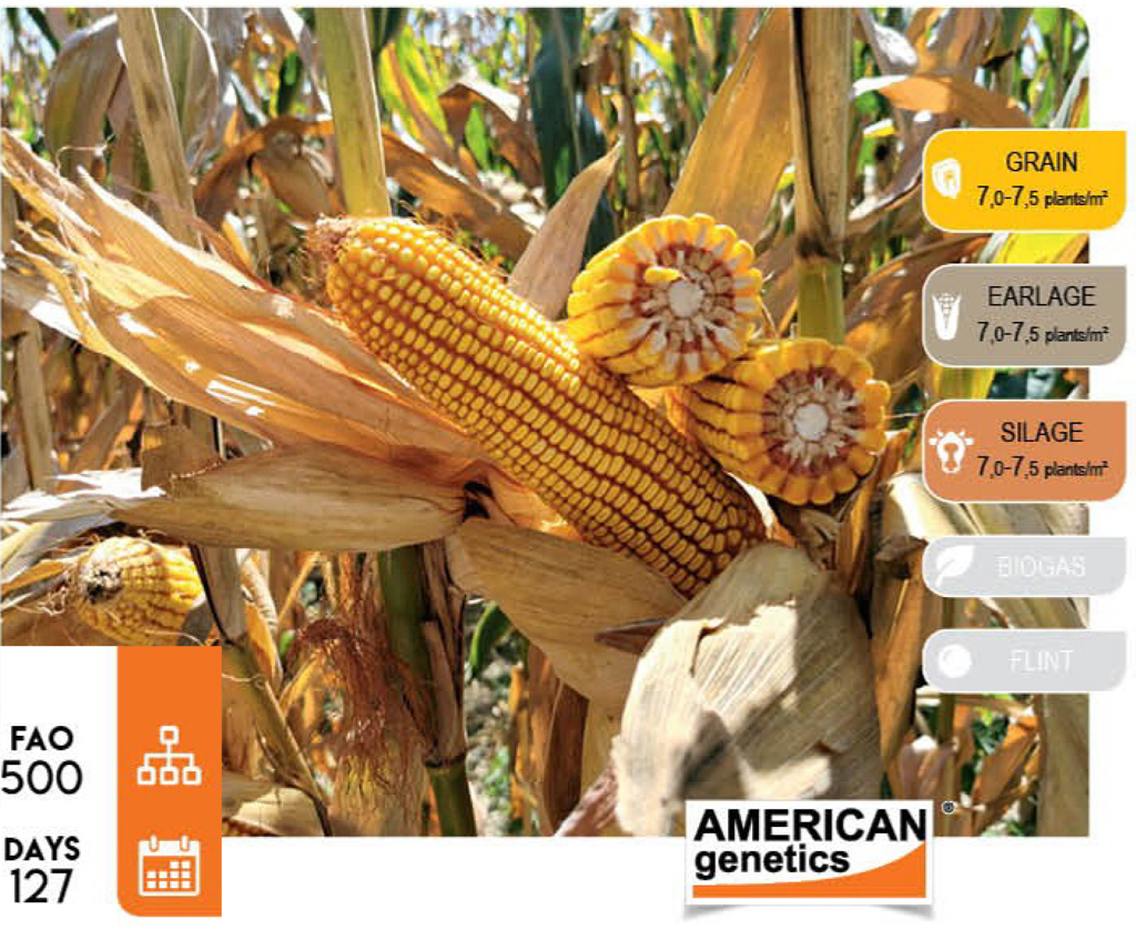 agn520-corn