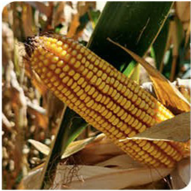 agn520-corn