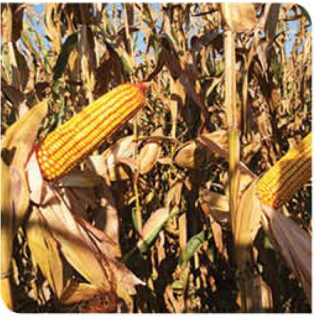 agn520-corn