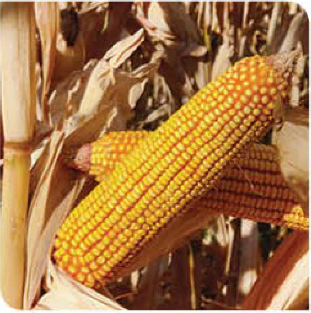 agn520-corn
