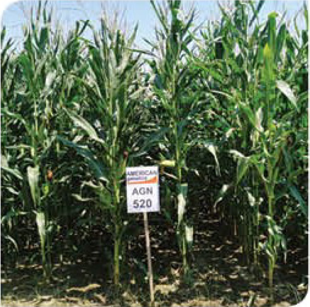 agn520-corn