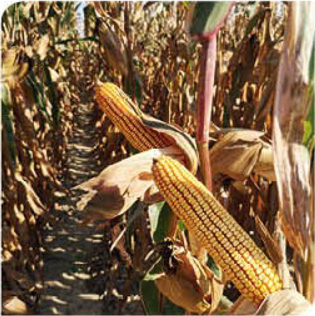 agn551-corn