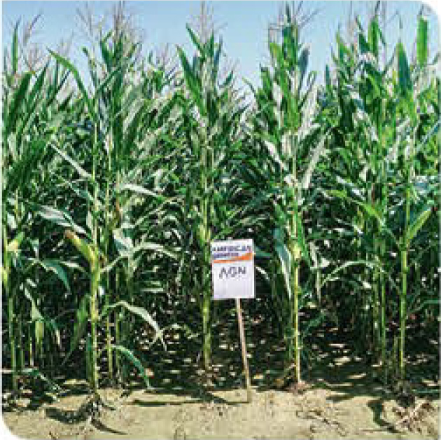 agn551-corn