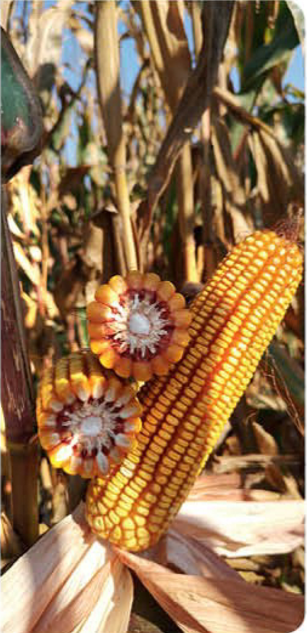 agn551-corn