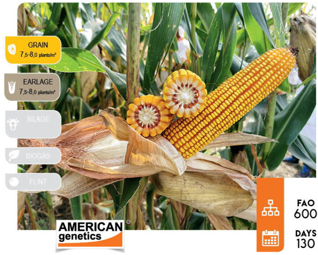 agn555-corn