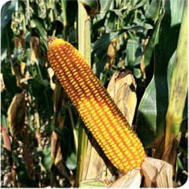 agn555-corn
