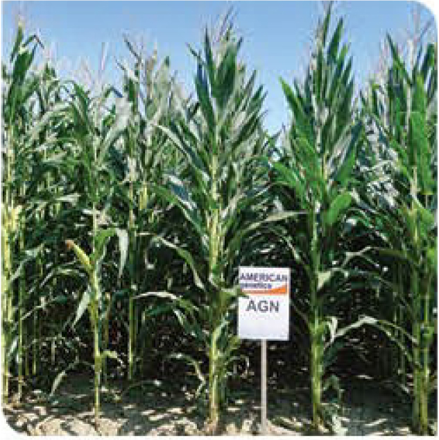 agn555-corn