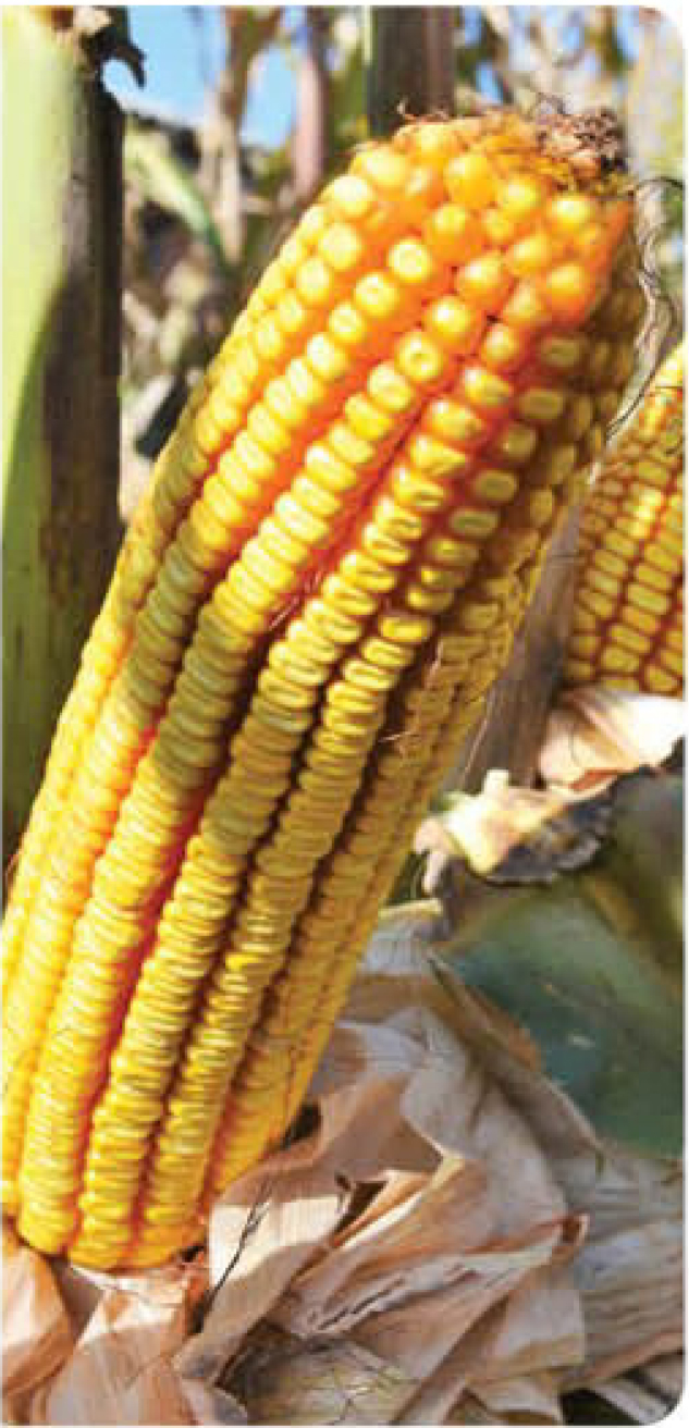 agn555-corn