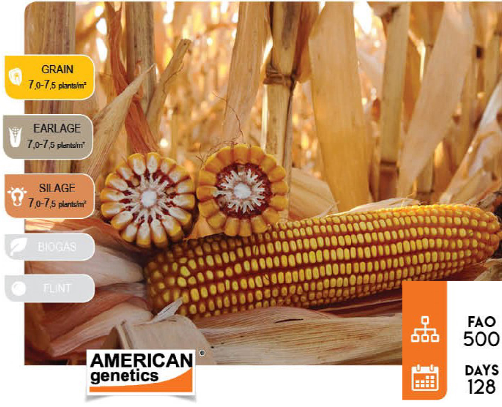 agn591-corn