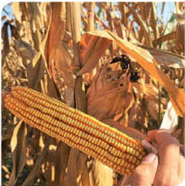 agn591-corn
